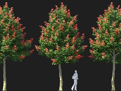 Chinese-style Red Maple Tree Pond Street Tree High Pole Landscape Tree Solitary Tree Planting model