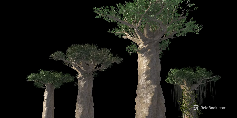 Baobab Trees With Thick Trunks And Green Foliage On Black Background 3d model 