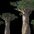 Baobab Trees With Thick Trunks And Green Foliage On Black Background 3d model