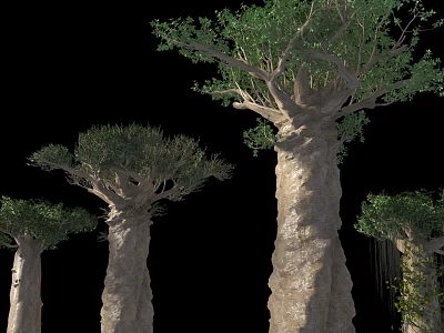 Baobab Trees With Thick Trunks And Green Foliage On Black Background 3d model