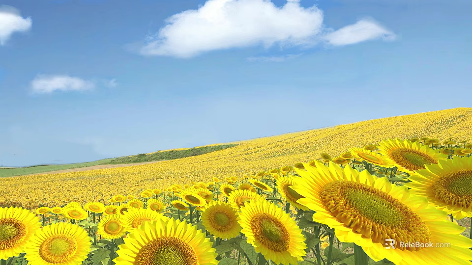 Beautiful Yellow Sunflowers In Vast Field Under Blue Sky With White Clouds 3d model 