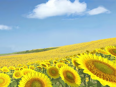 Beautiful Yellow Sunflowers In Vast Field Under Blue Sky With White Clouds 3d model