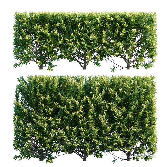 Lush Green Shrubs In Garden Landscape Design With Dense Evergreen Foliage And Trimmed Hedges 3d model 