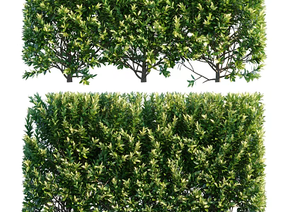 Lush Green Shrubs In Garden Landscape Design With Dense Evergreen Foliage And Trimmed Hedges 3d model