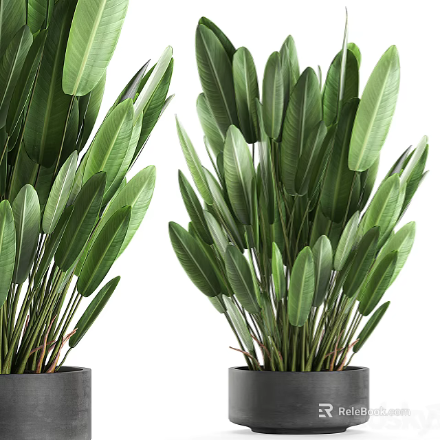 Green Potted Plant With Large Fresh Leaves In Black Ceramic Pot 3d model 
