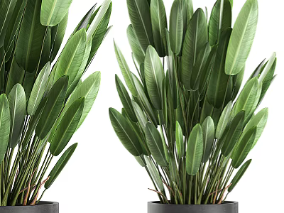 Green Potted Plant With Large Fresh Leaves In Black Ceramic Pot 3d model