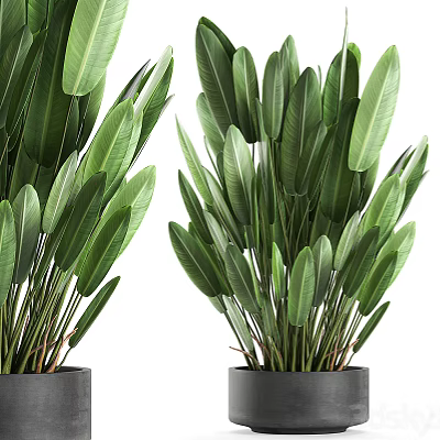 Green Potted Plant With Large Fresh Leaves In Black Ceramic Pot 3d model