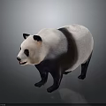 Cute Giant Panda With Black And White Fur Standing On Gray Background