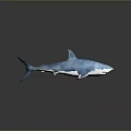 Blue Shark 3D Model Featuring Blue And White Color On Gray Background With Reflection 3d model