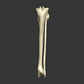 Human Leg Bone Model Showing Tibia And Fibula In White With Dark Background 3d model