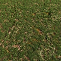 grass lawn turf grass 3d model