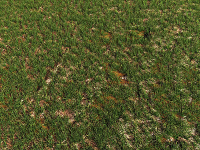 Green Grass Field With Visible Brown Patches And Exposed Soil Areas 3d model Green Grass Field With Visible Brown Patches And Exposed Soil Areas 3d model