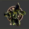 Snake Plant In Brown Clay Pot With Green And Yellow Leaves On Dark Background