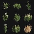 barley wheat crop 3d model