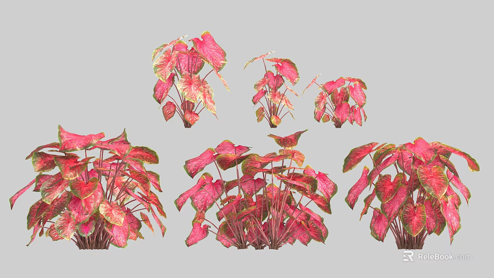 Various Forms Of Decorative Shrubs With Pink And Green Leaves For Garden Decoration 3d model 