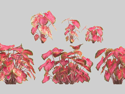 Various Forms Of Decorative Shrubs With Pink And Green Leaves For Garden Decoration 3d model