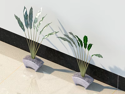 Decorative Bonsai Plants With Long Green Leaves In Gray Pots On Floor Against White Wall 3d model