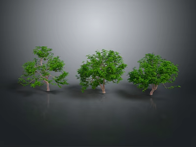 Realistic Green Trees With Clear Trunks Leaves And Ground Reflections 3d model