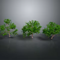 Realistic Green Trees With Clear Trunks Leaves And Ground Reflections