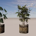 Potted Bonsai Plants Featuring Tropical And Slender Leaves In Dark Textured Pots With Pebbles