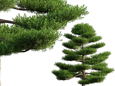 Lush Arbor Tree With Dense Green Foliage And Graceful Branch Structure 3d model