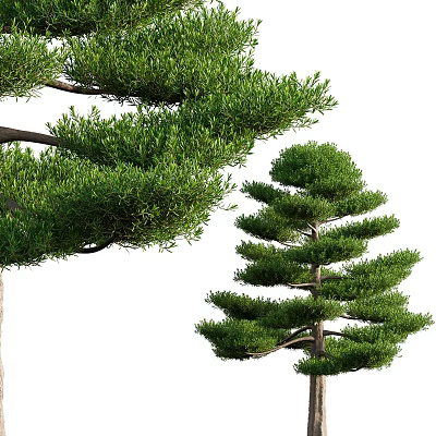 Lush Arbor Tree With Dense Green Foliage And Graceful Branch Structure 3d model