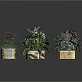 Various Types of Potted Plants with Green Purple Leaves and Decorative Pots