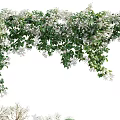 Hanging Green Vines With Small White Flowers And Lush Leaves Growing Beautifully