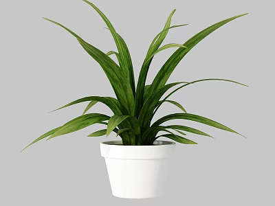 Potted Plant With Green Long Striped Leaves In White Indoor Pot Decoration 3d model