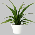 Potted Plant With Green Long Striped Leaves In White Indoor Pot Decoration