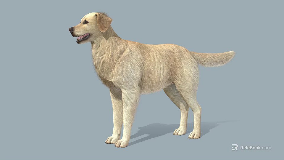 Golden Retriever 3D Model in Standing Pose with Light Yellow Fur and Gray Background 3d model 