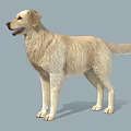 Golden Retriever 3D Model in Standing Pose with Light Yellow Fur and Gray Background