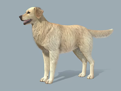 Golden Retriever 3D Model in Standing Pose with Light Yellow Fur and Gray Background 3d model