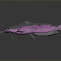 Vibrant Pink And Blue Aquatic Fish With Long Whiskers And Metallic Reflective Body
