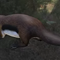 stubborn-toothed platypus talaco long-toothed platypus animal creature 3d model