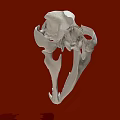 White Animal Skull Model Medical Device for Anatomical Education and Research