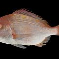 Modern fish yellow-backed bream 3d model