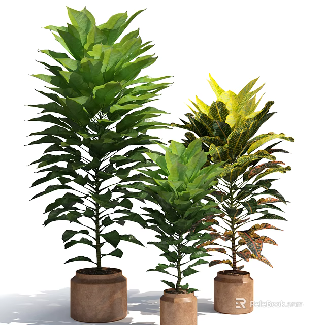 Various Green Leafy Potted Plants With Colorful Foliage For Indoor Decoration 3d model 