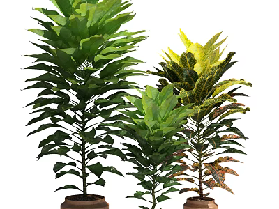 Various Green Leafy Potted Plants With Colorful Foliage For Indoor Decoration 3d model