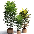Various Green Leafy Potted Plants With Colorful Foliage For Indoor Decoration