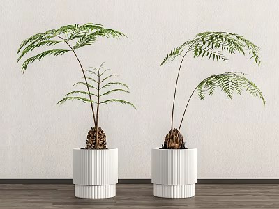 Fern Bonsai Potted Plants in White Ribbed Pots Against White Wall and Wooden Floor 3d model
