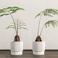 Fern Bonsai Potted Plants in White Ribbed Pots Against White Wall and Wooden Floor