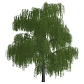 Tall Weeping Willow Tree With Lush Green Drooping Branches And Shadow