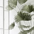 Bonsai Potted Plants With Fan Palm And Shrub In Square Gray Planters Modern White Room
