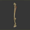 3D Rendered Human Long Bone Skeleton with Red Highlighted Anatomical Structure on Gray Background