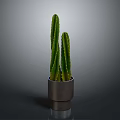 Green Cactus Plant With Upright Stems In Metallic Silver Pot On Minimalist Gray Background
