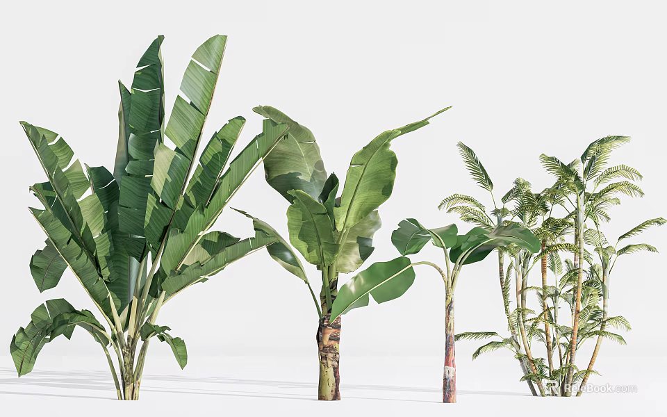 Various Potted Tropical Plants With Large Green Leaves For Indoor Decoration 3d model 