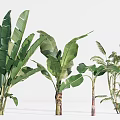 Various Potted Tropical Plants With Large Green Leaves For Indoor Decoration