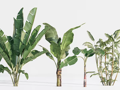 Various Potted Tropical Plants With Large Green Leaves For Indoor Decoration 3d model