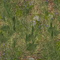 Lush Green Grass With Small Purple Flowers And Moss On Natural Ground